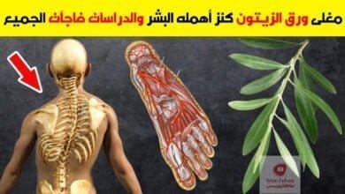 صورة فوائد ورق الزيتون | ماذا يحصل عند شرب مغلي ورق الزيتون قبل النوم ب 30 دقيقة؟
