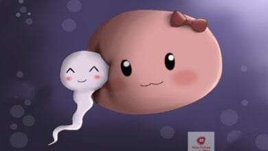 صورة البويضة | كم تعيش البويضة في رحم المرأة؟ وكيف يحدث الحمل؟