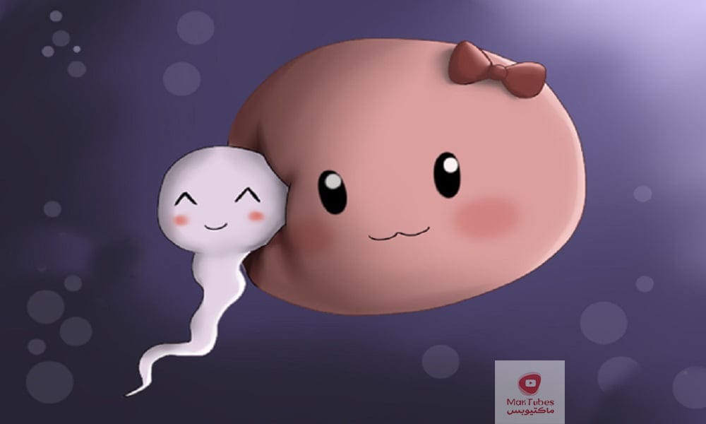 البويضة | كم تعيش البويضة في رحم المرأة؟ وكيف يحدث الحمل؟