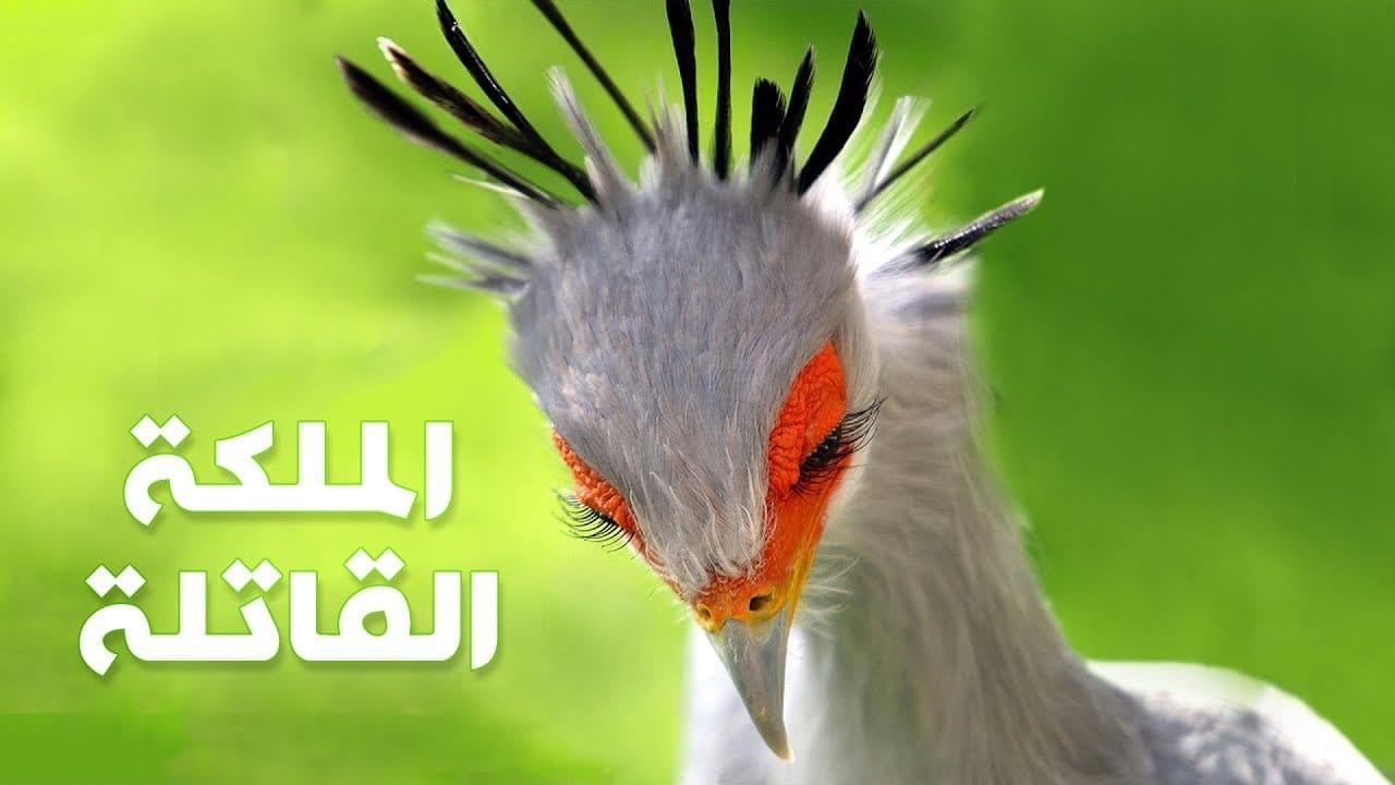 طائر الكاتب | الملكة القاتلة