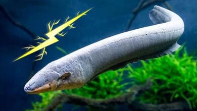 صورة الأنقليس – كيف تولد سمكة الأنقليس الكهرباء؟